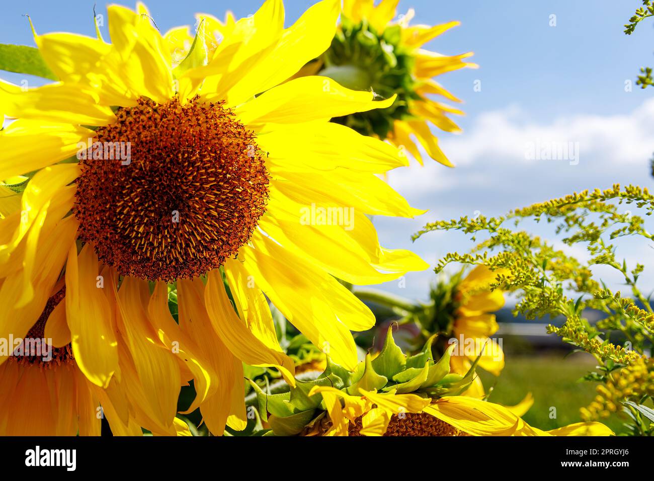 Eine blühende Sonnenblume im Garten Stockfoto