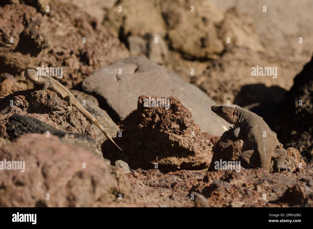 Gran Canaria Rieseneidechsen Gallotia stehlini. Links weiblich und rechts männlich. La Garita. Telde. Gran Canaria. Kanarische Inseln. Spanien. Stockfoto