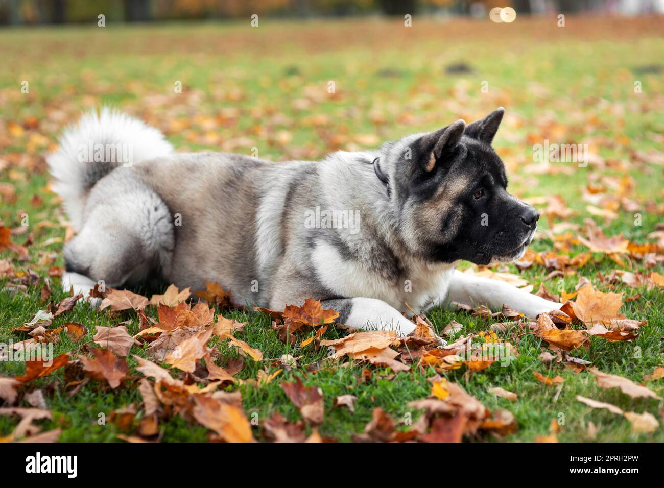 American Akita liegt seitlich in einem Herbstpark auf gelbem Laub und blickt nach vorne Stockfoto