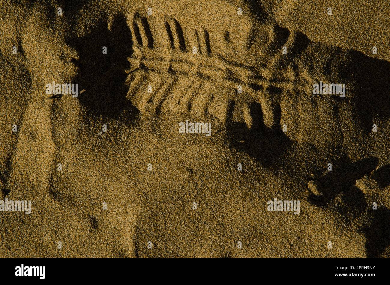 Fußabdruck im Sand. Stockfoto