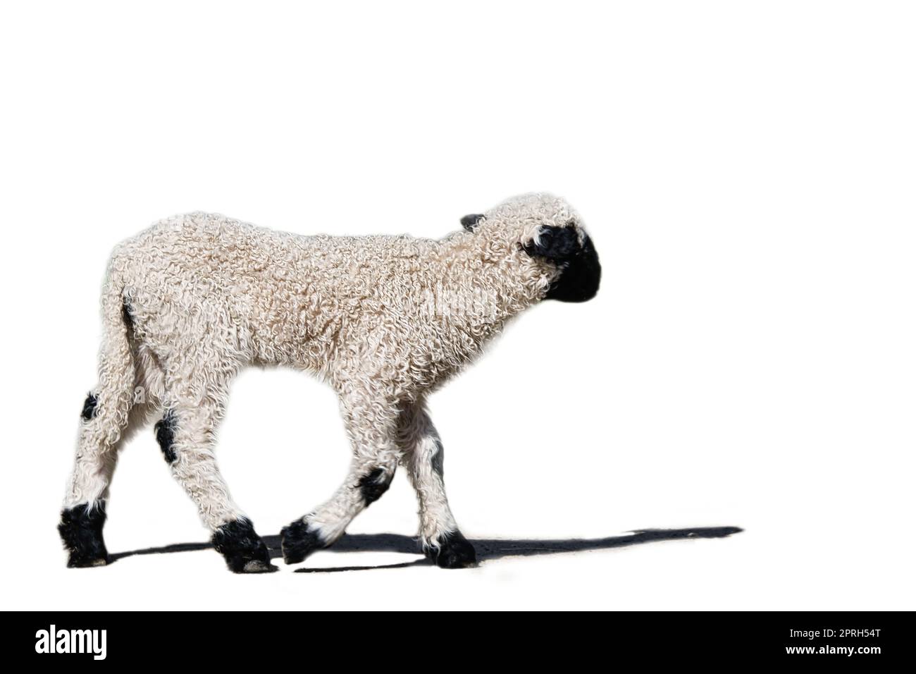 Schwarz-weißes Lamm isoliert, bearbeitet. Nutztier vom Bauernhof. Kleines Säugetier mit Wolle. Baby-Tier aus der Natur Stockfoto