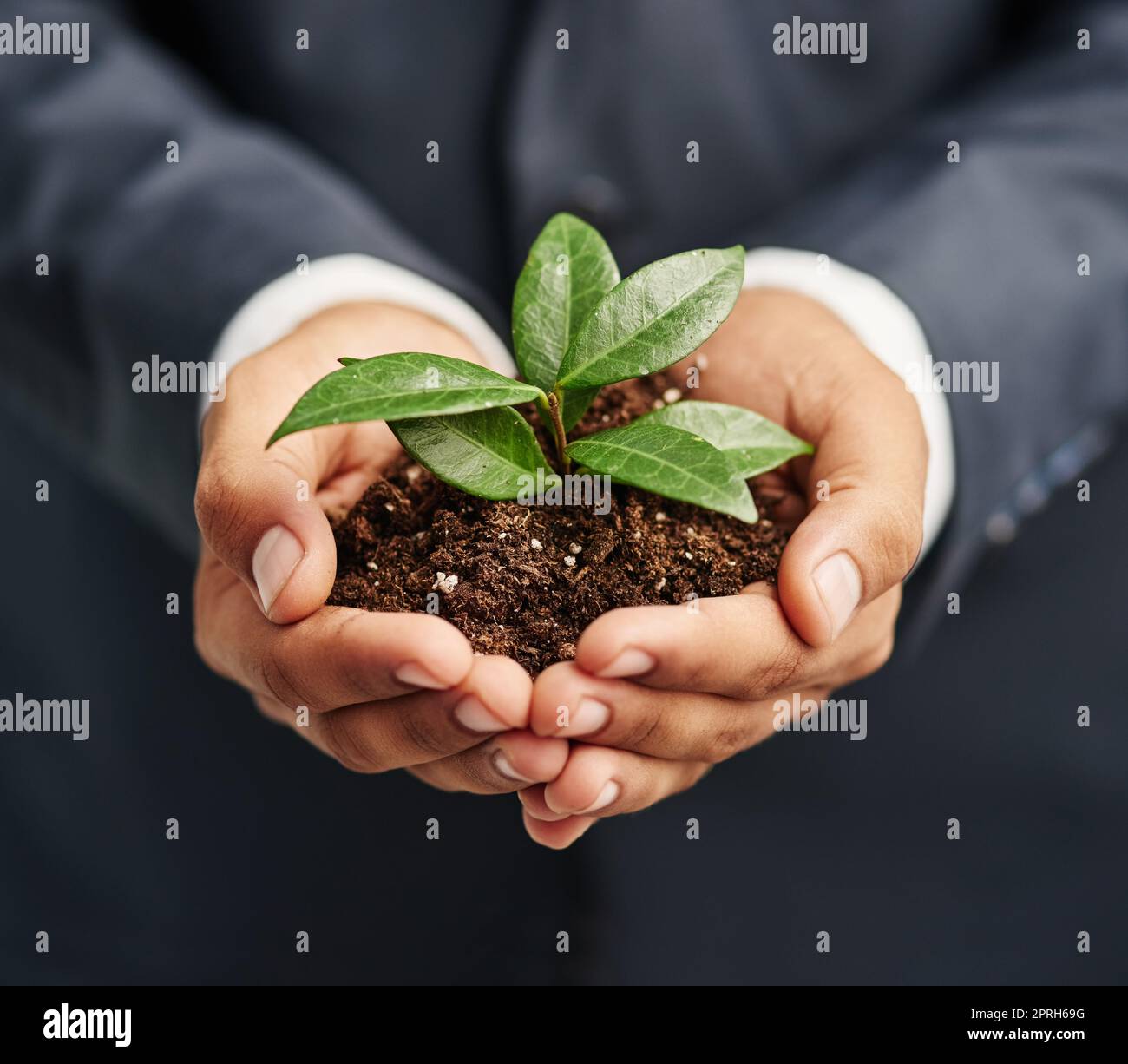 Förderung eines nachhaltigen Unternehmenswachstums. Nahaufnahme eines Geschäftsmannes in einem Anzug, der eine keimende Pflanze in der Erde in seinen kupierten Händen hält. Stockfoto