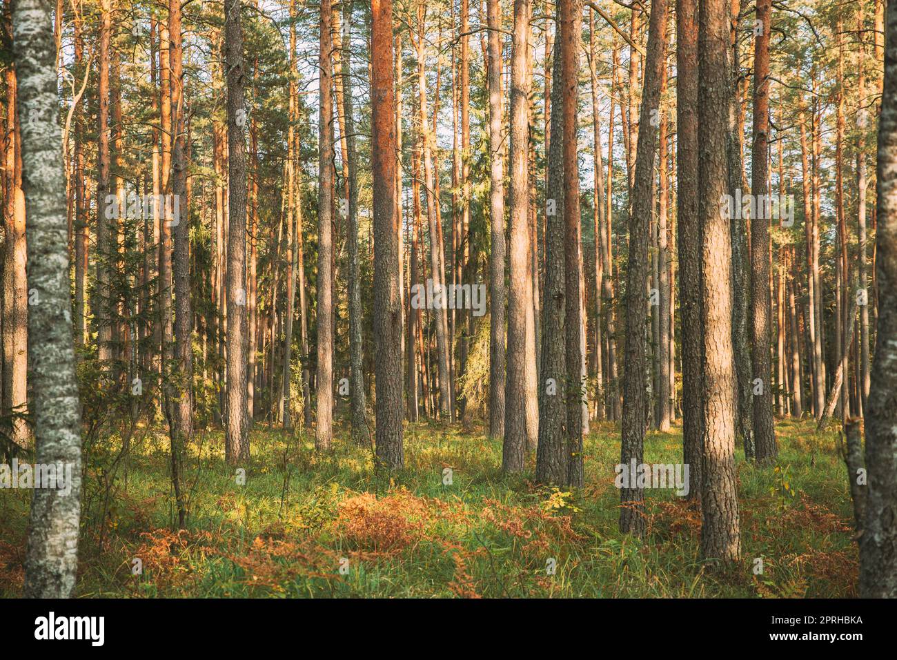 Pinien Trunks. Wälder Im Nadelwald. Autumn Pinewood, Evergreen Pines Stockfoto
