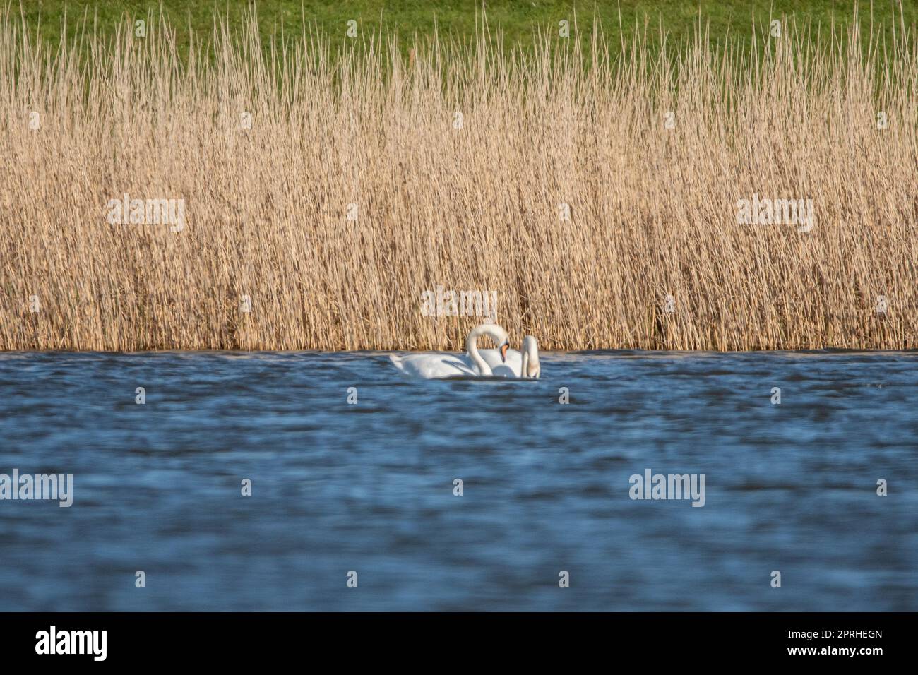 Höckerschwäne Stockfoto