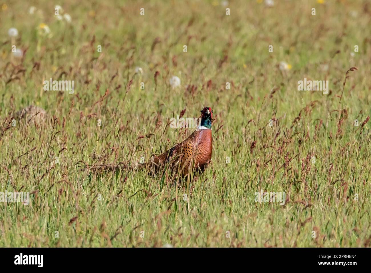 Fasan Stockfoto