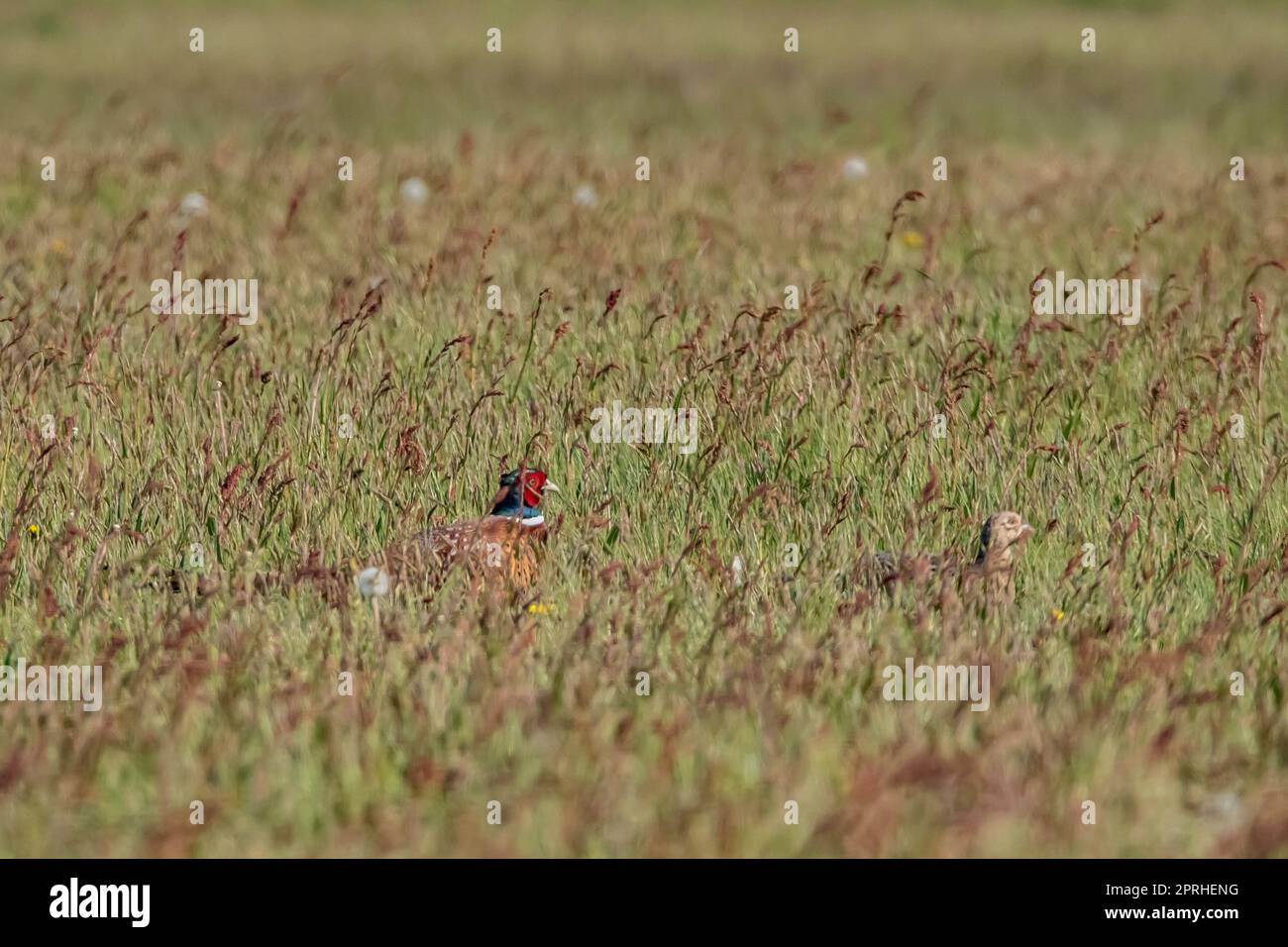 Fasan Stockfoto