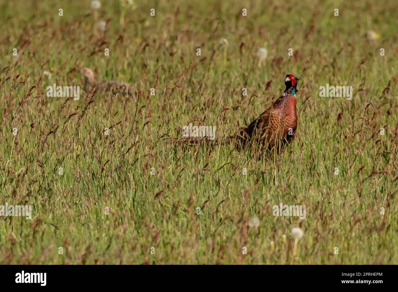 Fasan Stockfoto