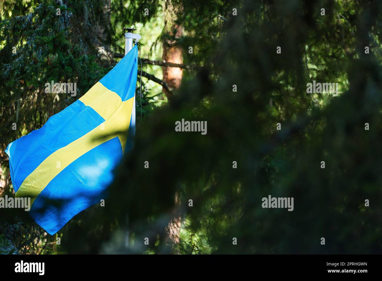 Die schwedische Flagge im Wald zwischen Tannen. Skandinavisches Urlaubsland. Grüne Natur Stockfoto