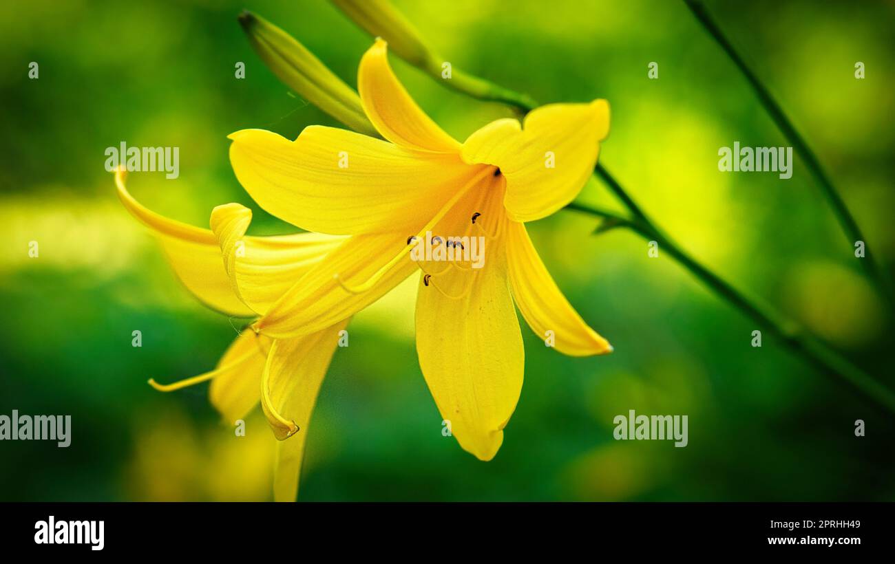 Wunderschöne gelbe Lilie mit wunderschönem Bokeh. Grüne Blätter vervollständigen die Farbharmonie. Stockfoto