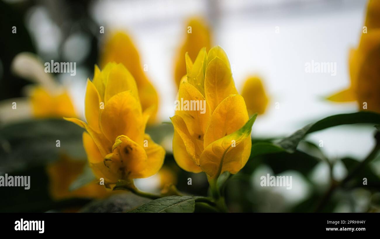 Nahaufnahme der gelben Blüte wunderschöner Blüten. Detaillierte Einzelaufnahme. Farbenfroh Stockfoto