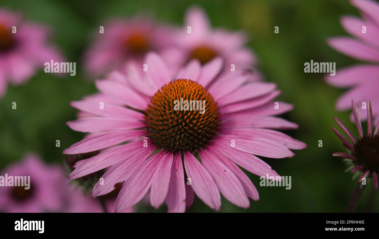 Nahaufnahme einer Blüte einer wunderschönen Blume. Detaillierte Einzelaufnahme. Stockfoto