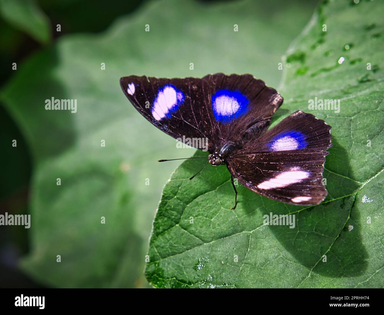 Farbenfroher Schmetterling auf einem Blatt, Blume. Elegant und zart Stockfoto