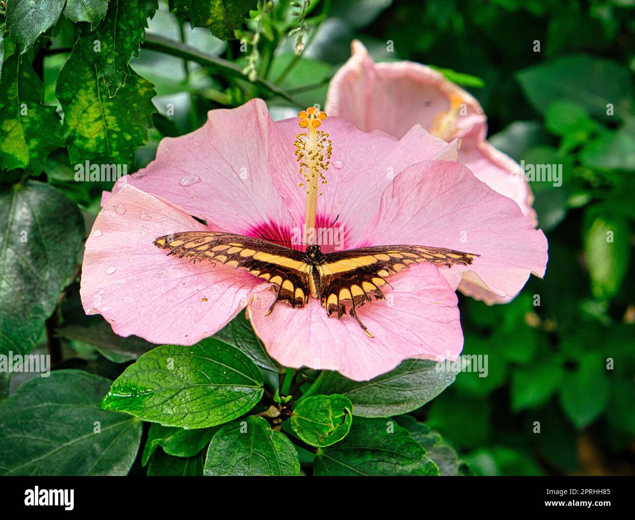 Farbenfroher Schmetterling auf einem Blatt, Blume. Elegant und zart Stockfoto
