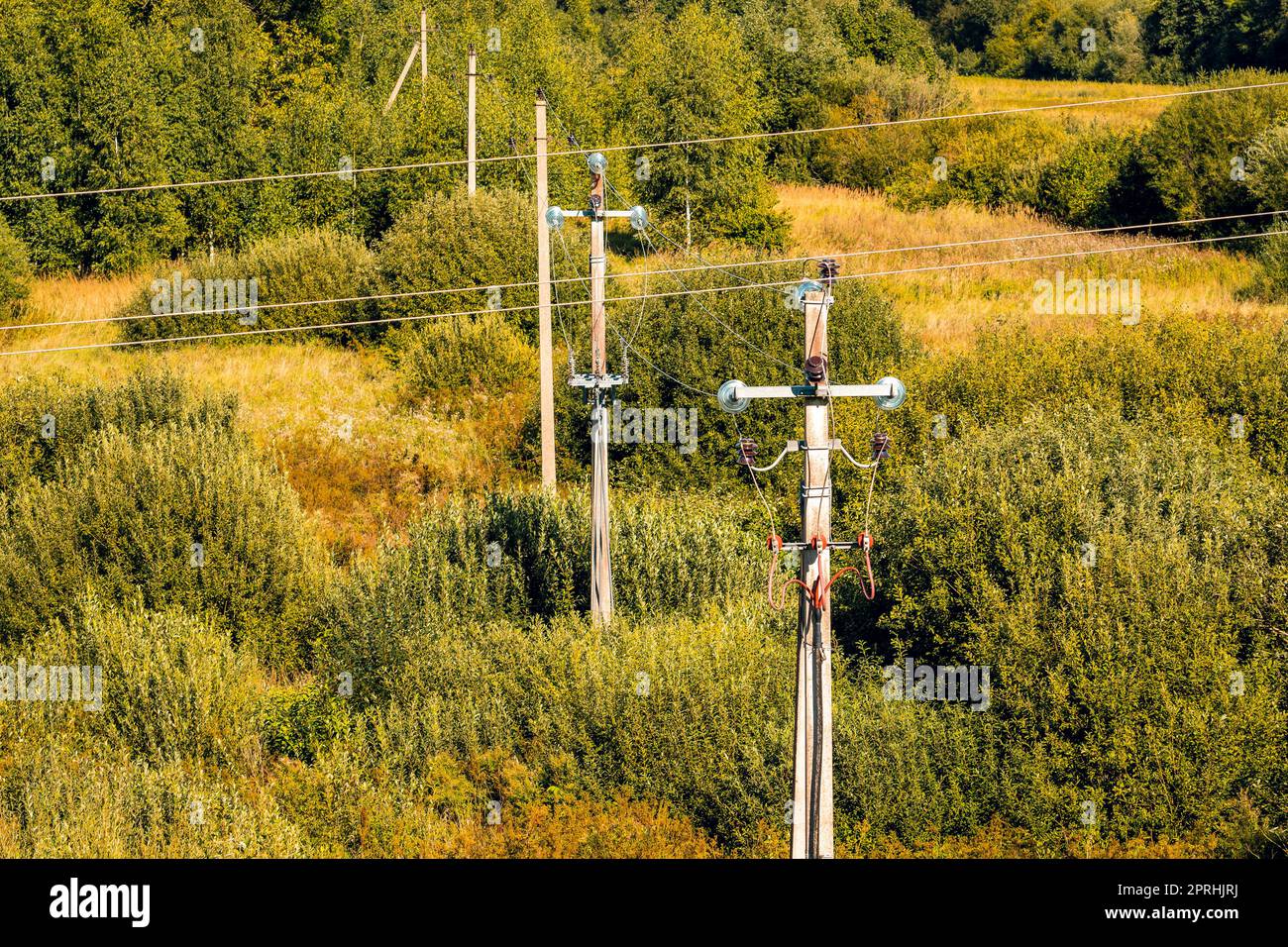 Elektrische Leitungen führen durch den grünen Wald Stockfoto