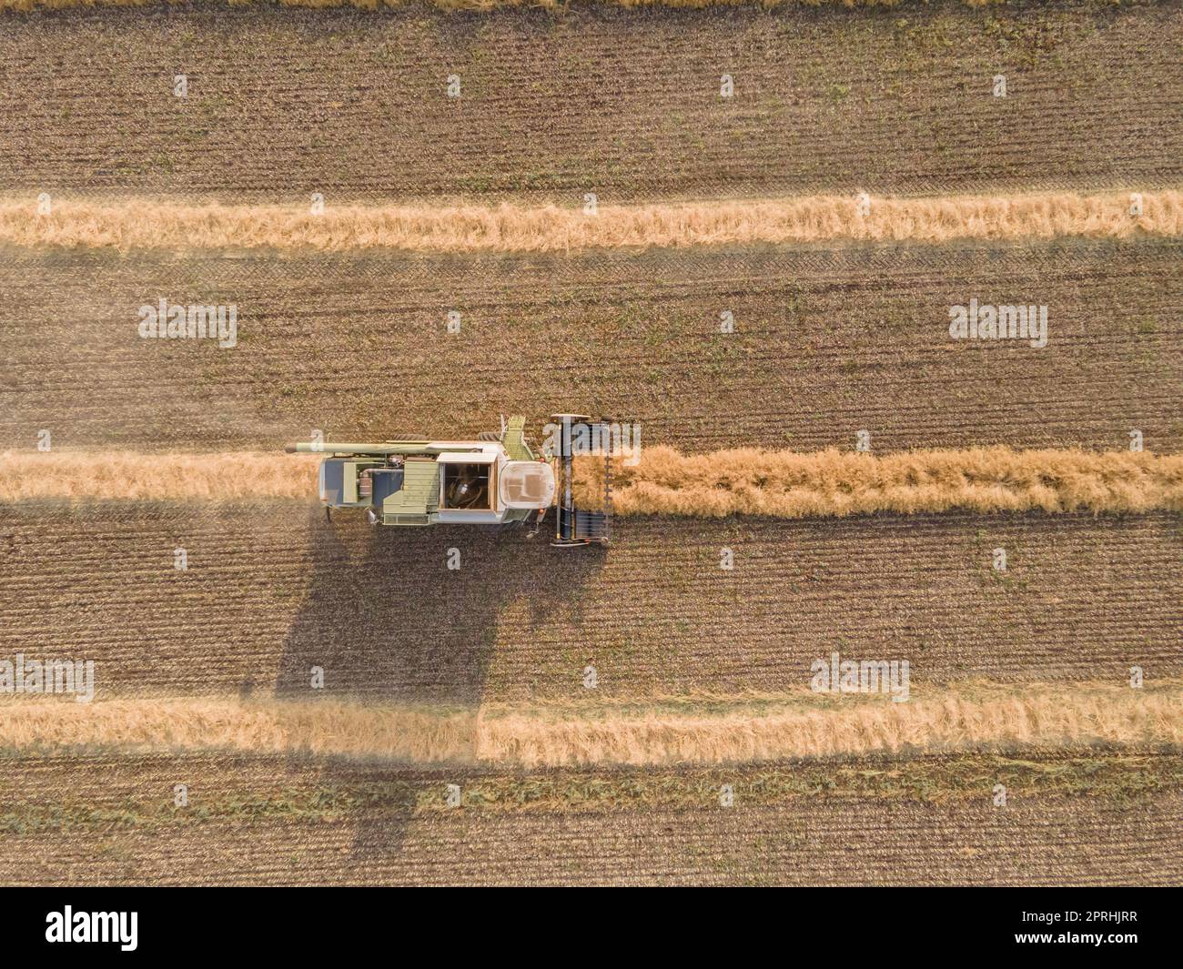 Mähdrescher schneidet Raps im Feld.Agro-Industrie-Komplex.der Mähdrescher schneidet Raps.die Maschine entfernt Raps.Ernte von Getreidepflanzen Stockfoto
