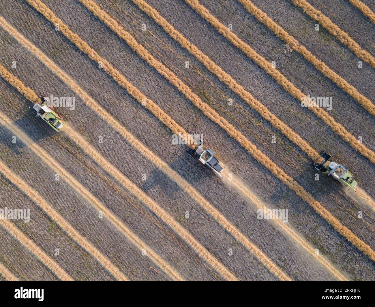 Mähdrescher mähen Raps auf dem Feld. Agro-industrieller Komplex. Der Mähdrescher schneidet Raps. Die Maschine entfernt Raps. Ernte von Getreide. Ernte auf Ranches und landwirtschaftlichen Flächen Stockfoto