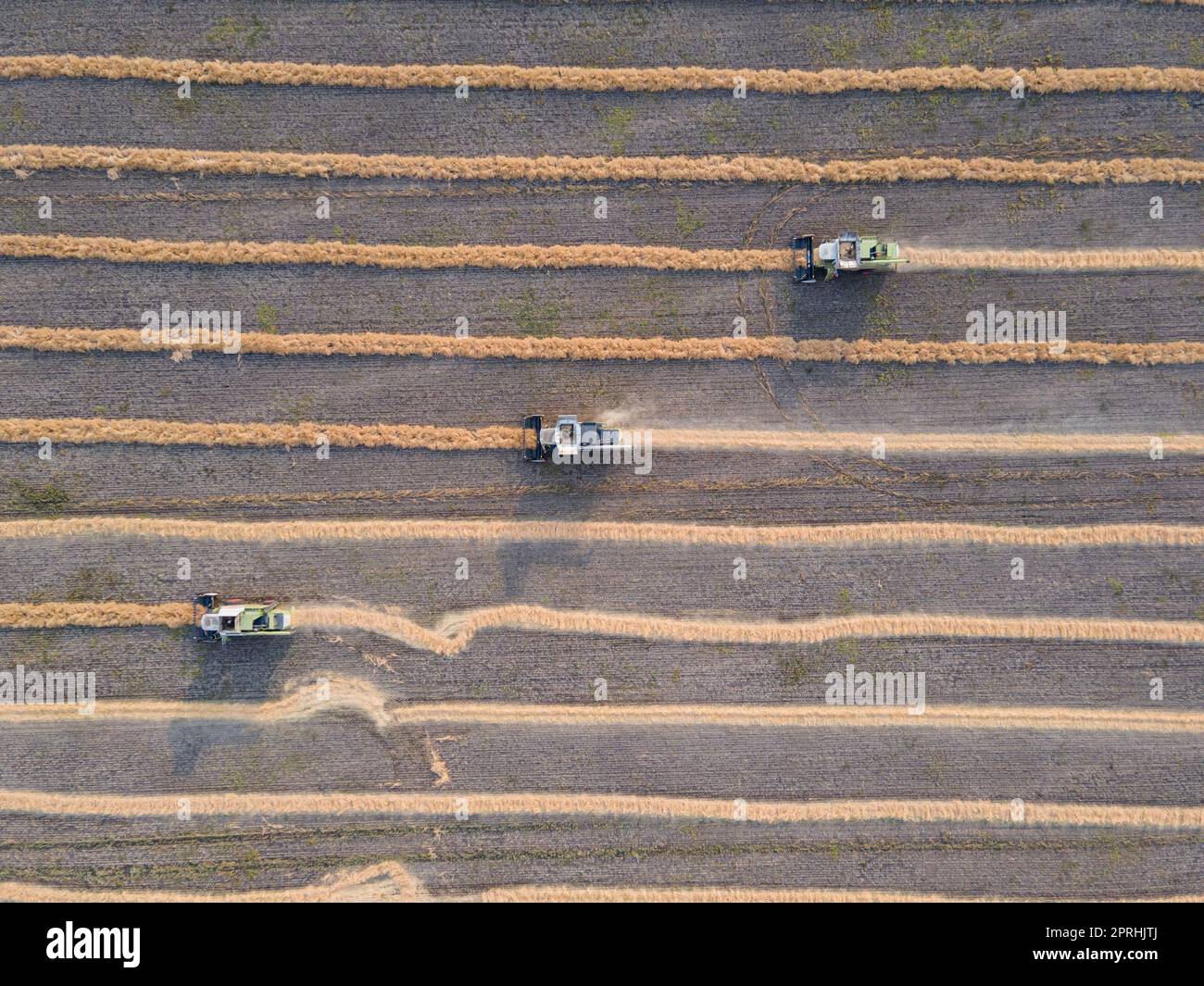 Mähdrescher schneidet Raps im Feld.Agro-Industrie-Komplex.der Mähdrescher schneidet Raps.die Maschine entfernt Raps.Ernte von Getreidepflanzen Stockfoto