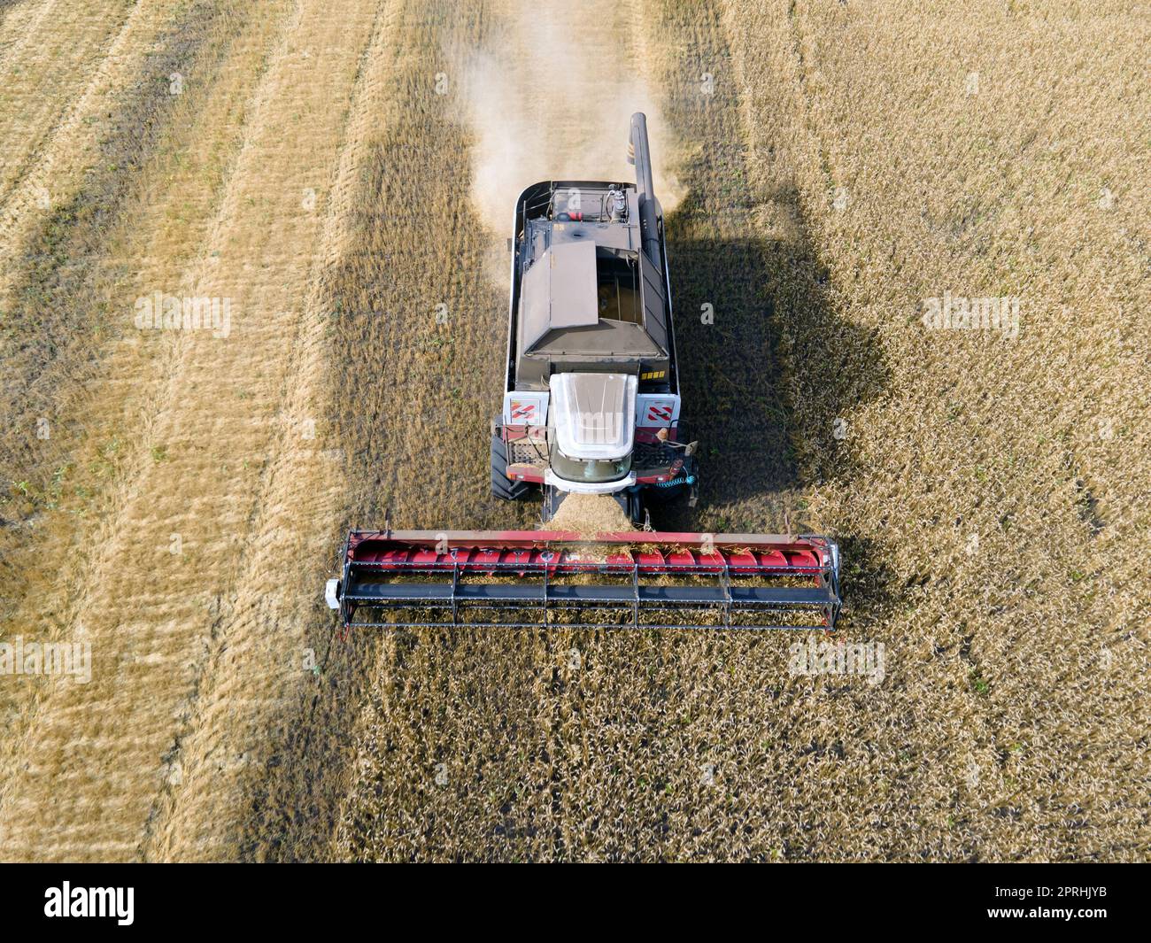 Mähdrescher mäht Weizen im field.Agro-industry.Combine-Erntemaschinen auf Weizenfeldern. Maschine erntet Weizen. Erntet Getreidepflanzen. Erntet Weizen, Hafer und Gerste auf Feldern, Ranches und Ackerland Stockfoto