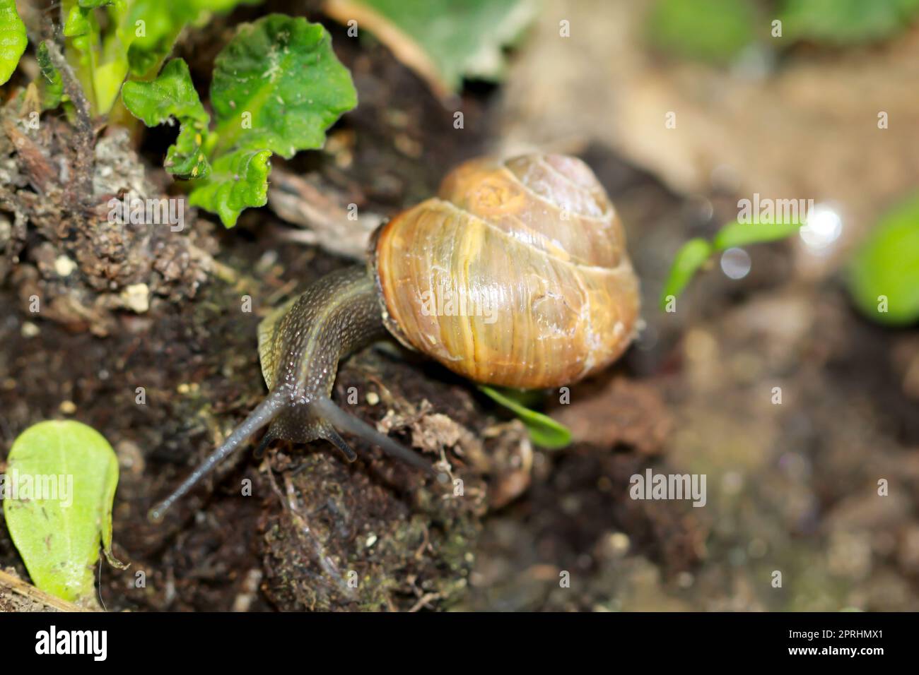 Eine römische Schnecke schleimt sich über den Boden eines Blumenbeets. Stockfoto