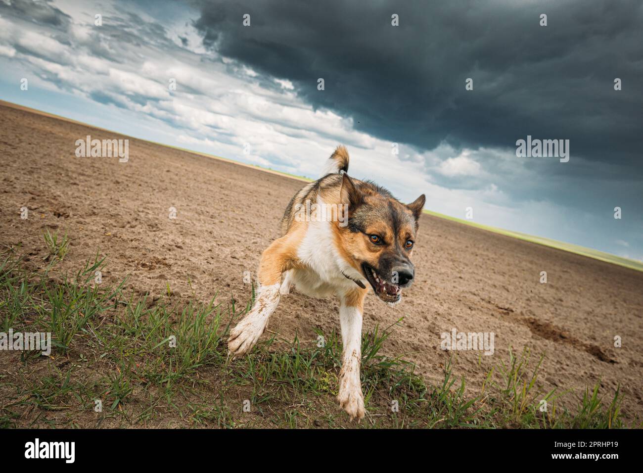 Wütender, Aggressiver Verrückter Hund, Der Vor Der Kamera Läuft Stockfoto