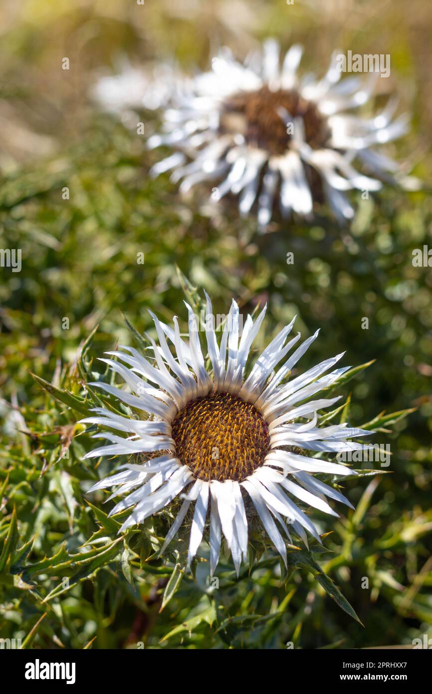 Carlina acaulis, Carline-Distel, Silberdistel, endemische Blumenpflanze, Familie der Asteraceae, Parma Italien Stockfoto