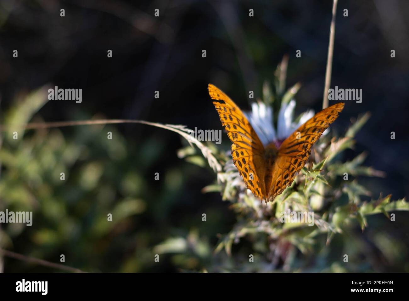 Silberner Fritillar-Schmetterling, dunkelorange mit schwarzen Flecken, Parma Italien Stockfoto