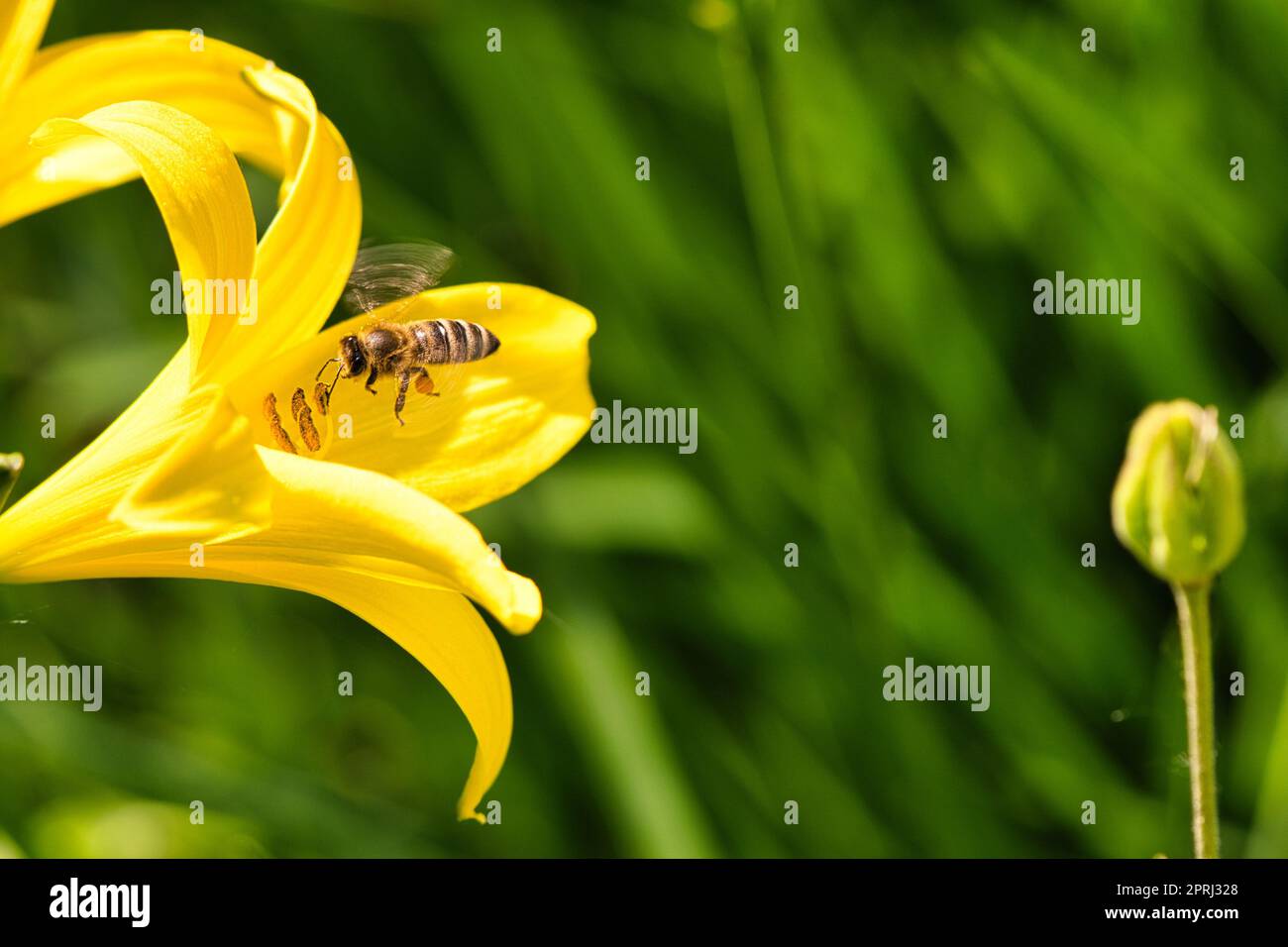 Honigbiene, die Nektar im Flug auf einer gelben Lilienblume sammelt. Beschäftigtes Insekt. Stockfoto