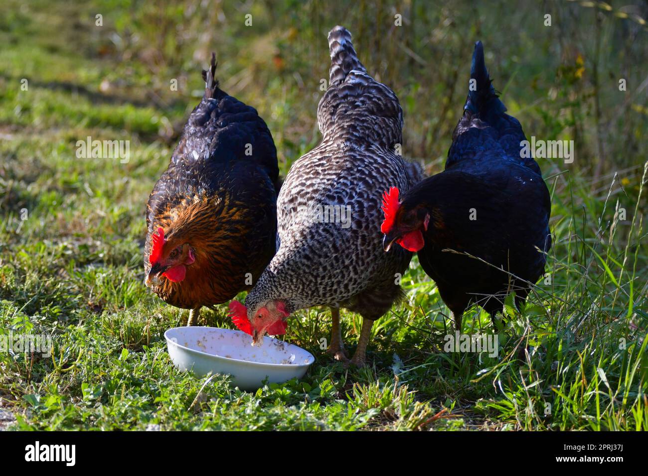 Drei frei laufende Hühner verschiedener Rassen, die etwas Getreide aus einer Schüssel essen Stockfoto