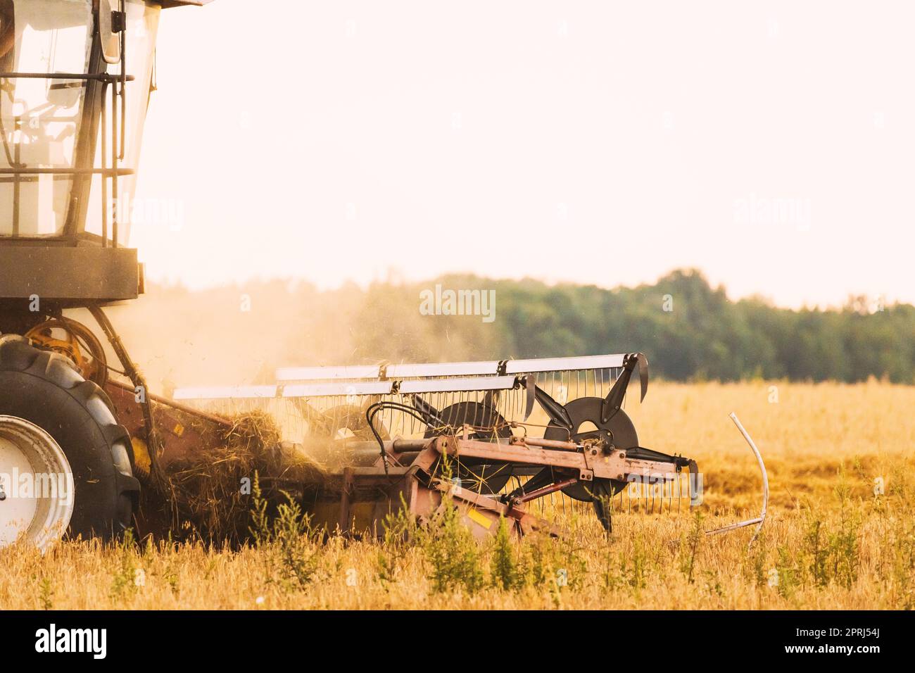 Mähdrescher Arbeiten Im Feld. Ernte Von Weizen In Der Sommersaison. Landwirtschaftliche Maschinen Sammeln Weizenkerne Stockfoto