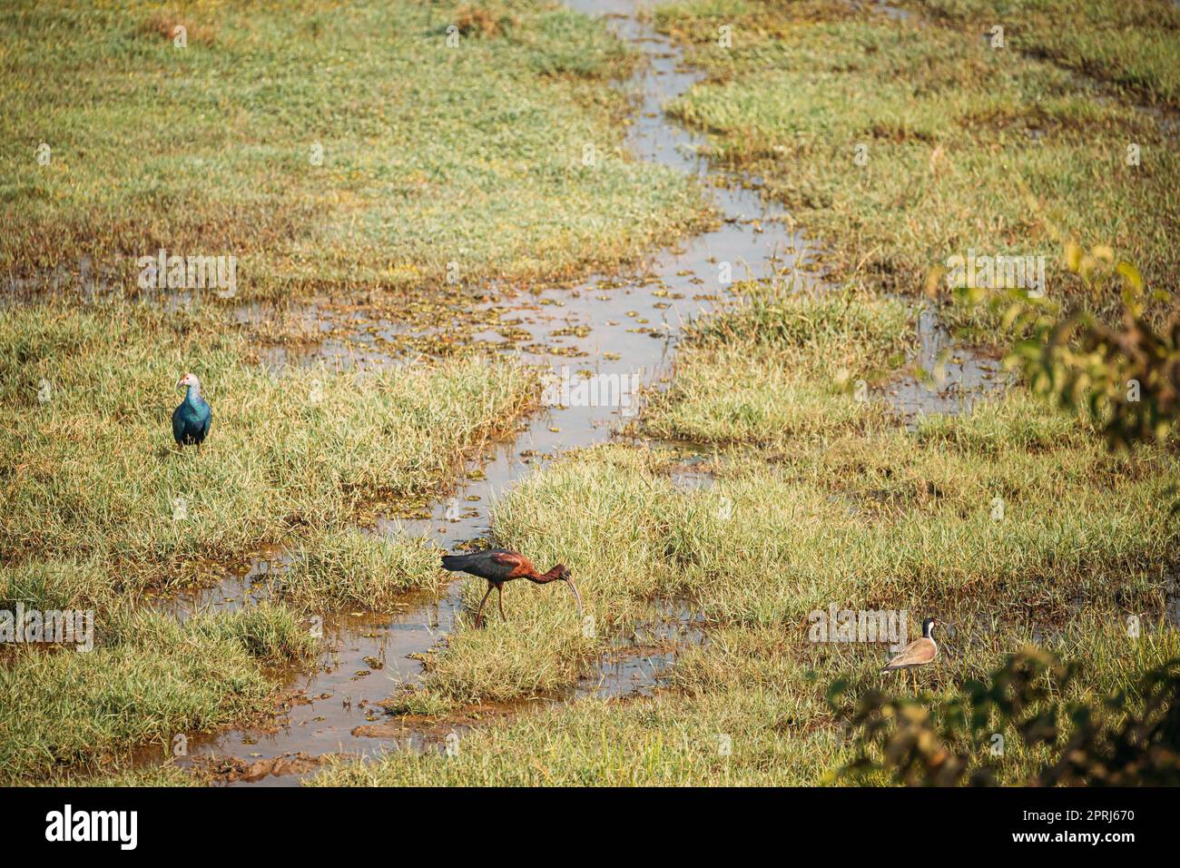Goa, Indien. Grauköpfiger Swamphen, Glossy Ibis und Red-Wattled Lapwing am Morgen auf der Suche nach Essen im Sumpf. Plegadis falcinellus ist Ein Watvögel im Ibis Family Threskiornithidae Stockfoto