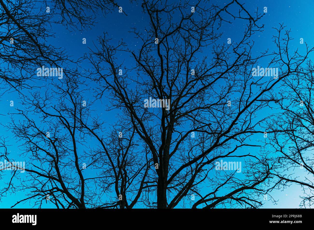 Nachthimmel Über Eichenästen Im Frühling. Natürlicher Sternenhimmel Über Den Wäldern. Nachthimmel Stockfoto