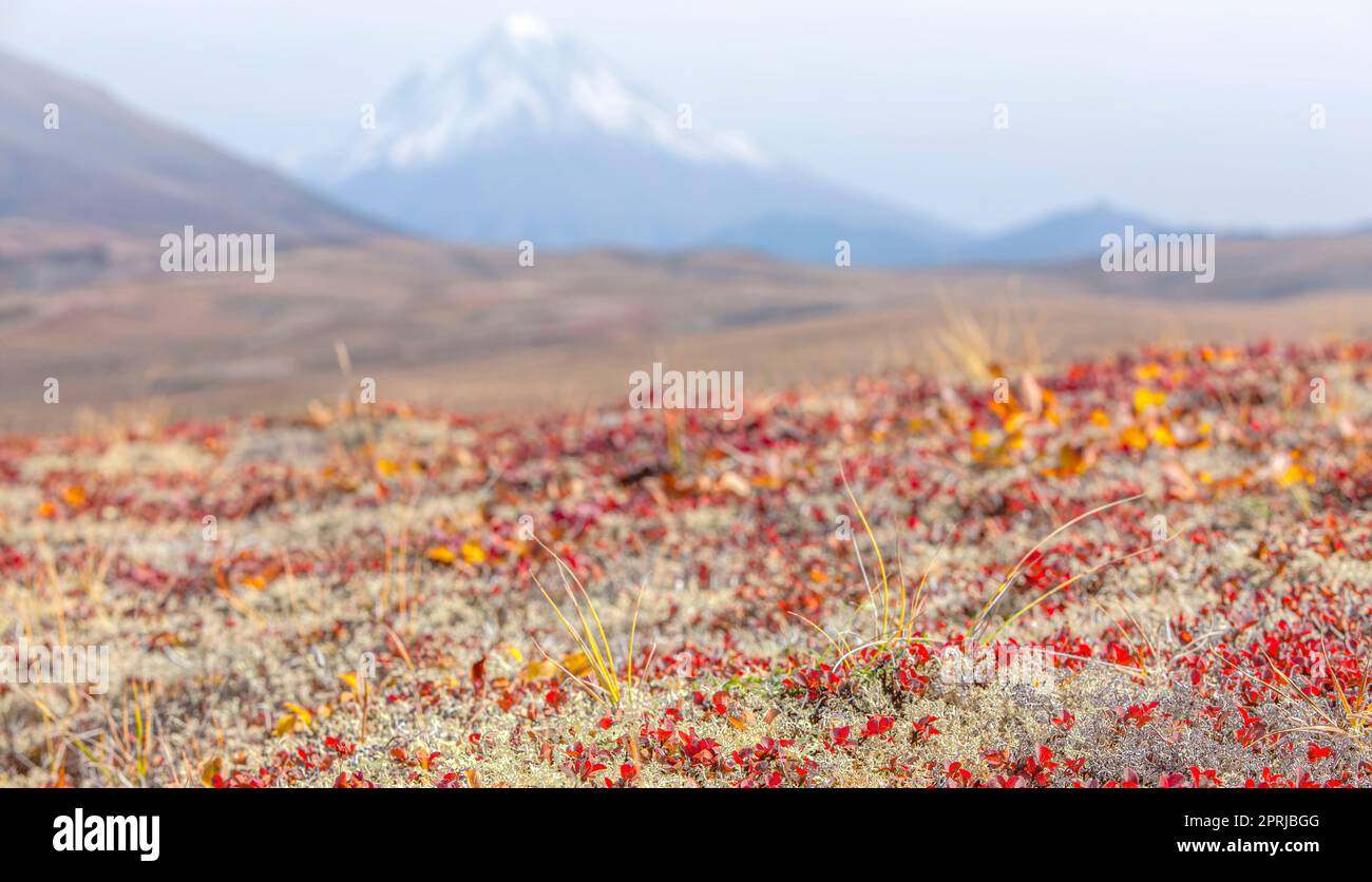 Rentiermoos auf dem Vulkan im Herbst auf der Kamtschatka-Halbinsel Stockfoto
