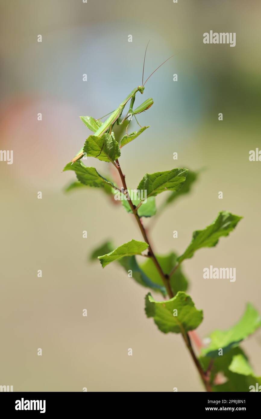 Raubtierinsekt Europäische Mantis - Mantis religiosa - auf einem Buschzweig, Nahaufnahme Porträt in natürlichem Lebensraum Stockfoto
