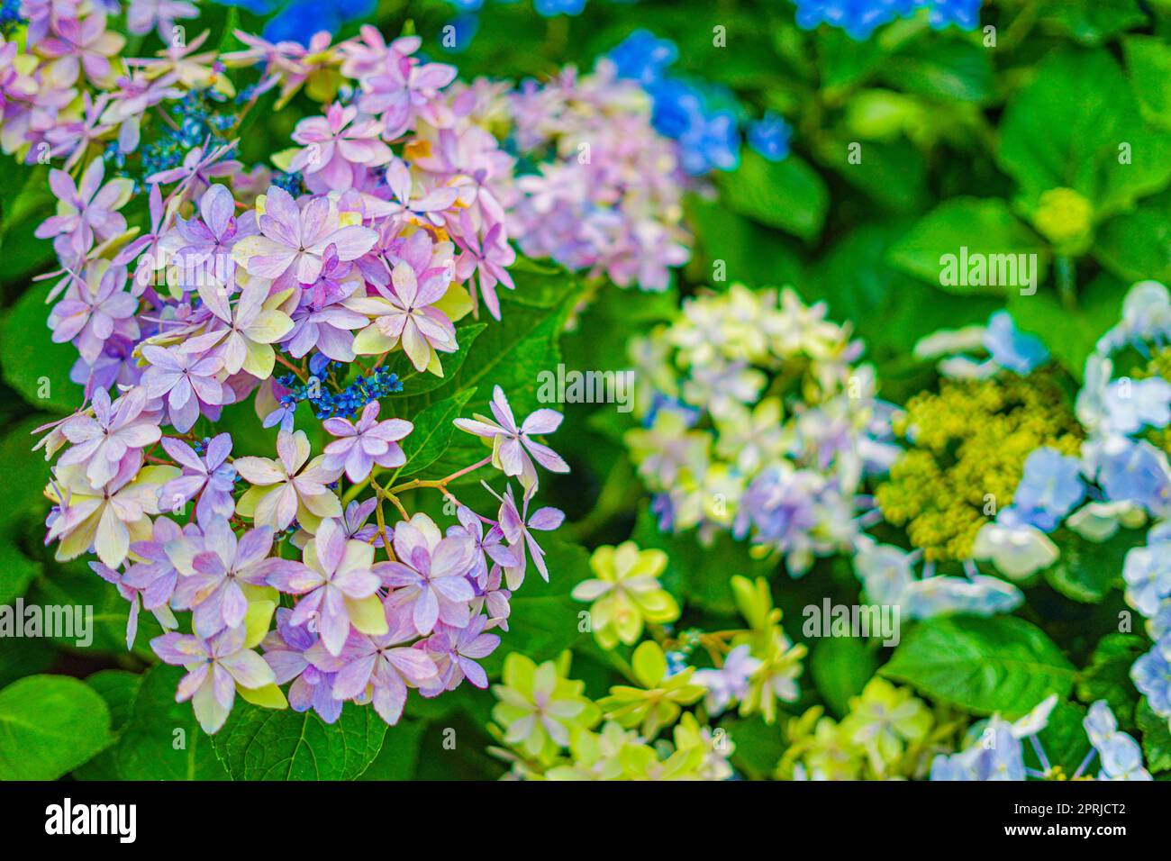 Hortensienbild im Juni Stockfoto