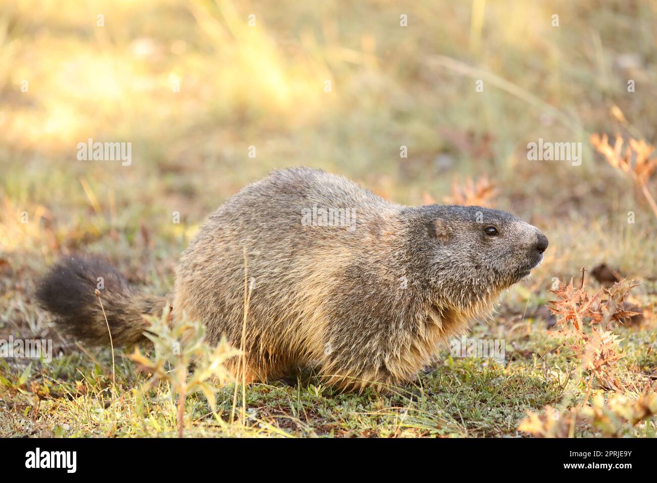 Alpine Murmeltier - Marmota marmota - im Gras sitzend Stockfoto