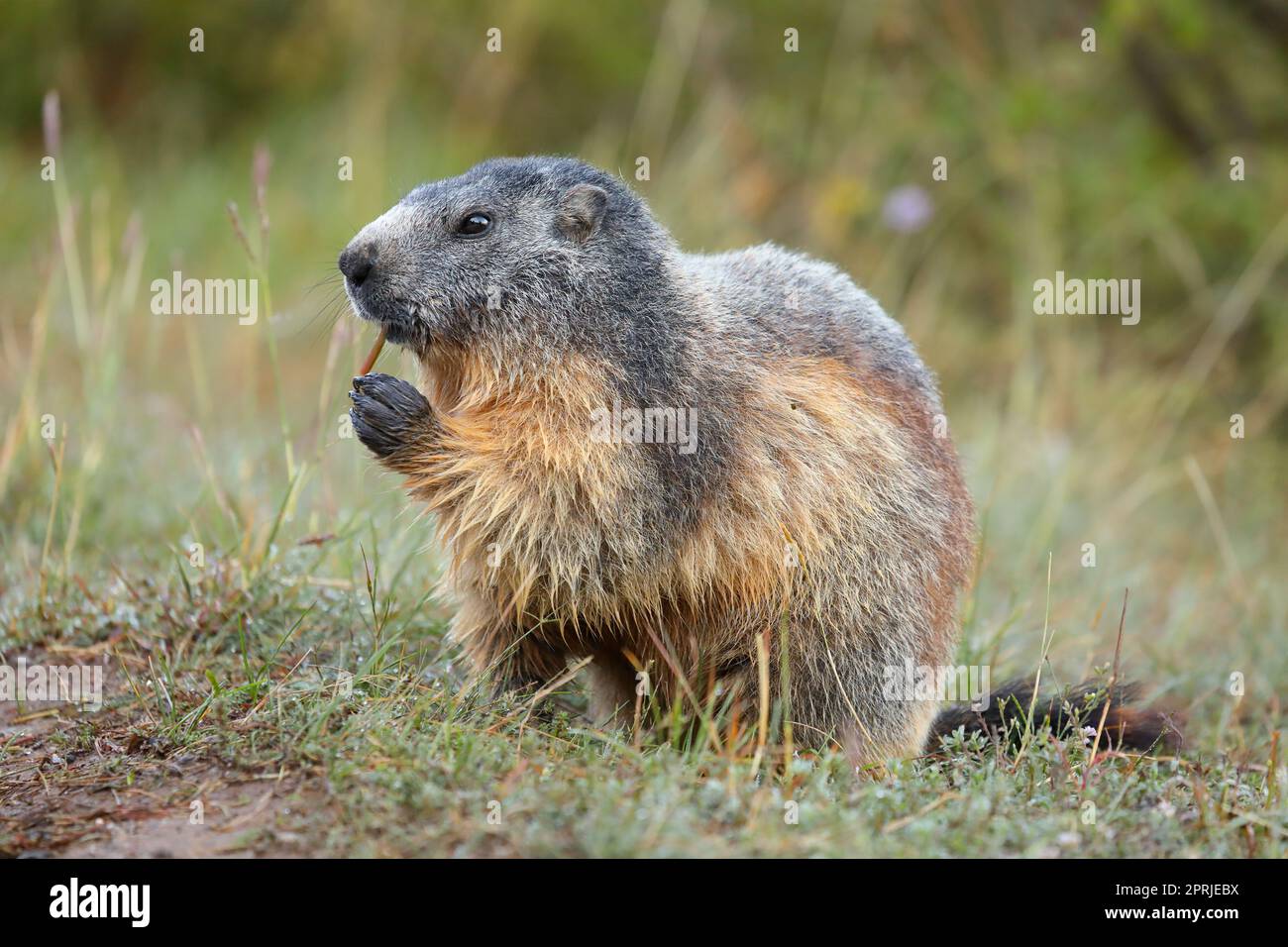 Murmeltier frisst Gras. Nahaufnahme des alpinen Murmeltier in den französischen Alpen im Sommer. Marmota marmota. Stockfoto