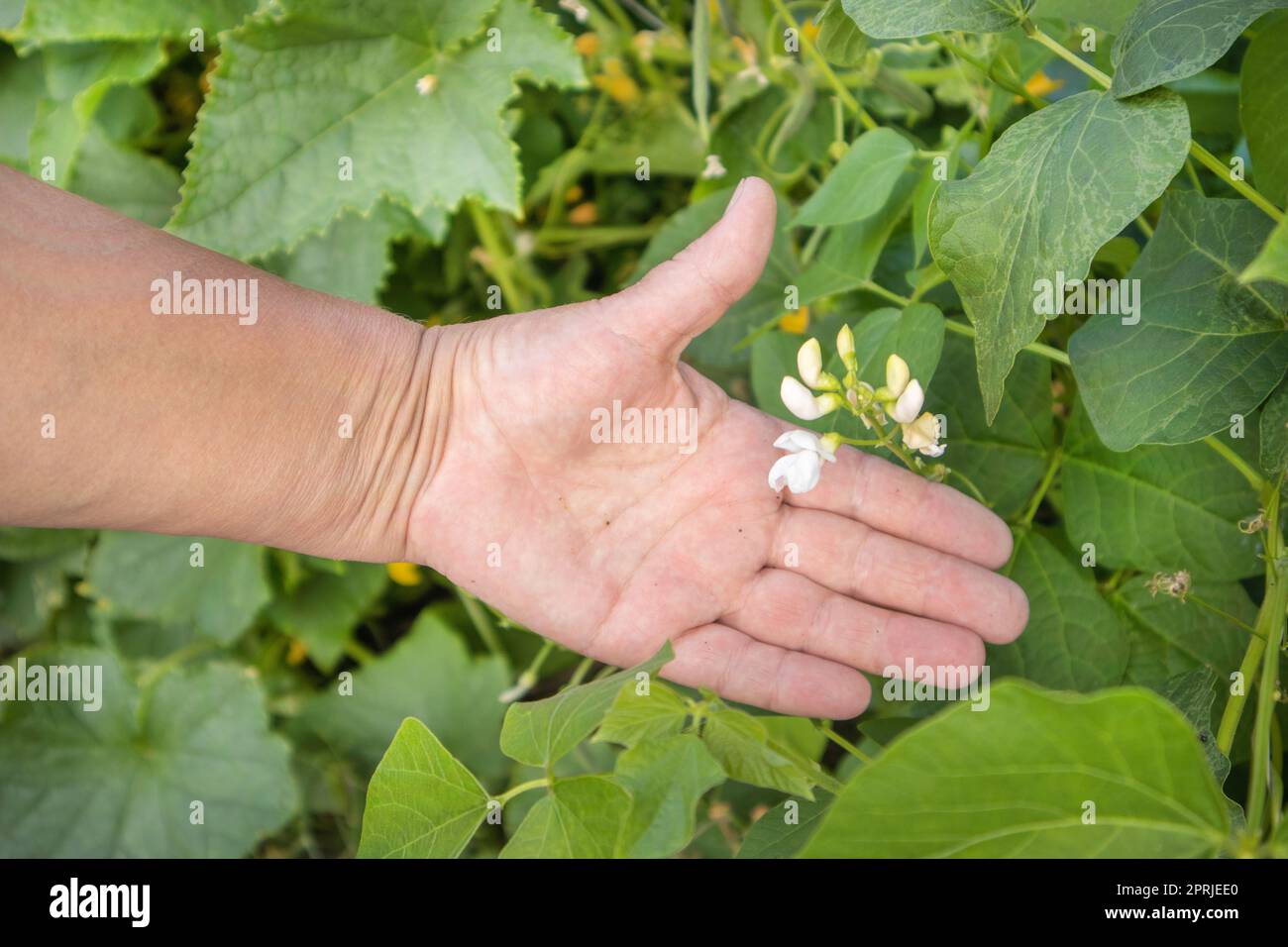 Weiße Bohnen Pflanzen Blume in weiblicher Farmerhand, Garten im Freien Stockfoto