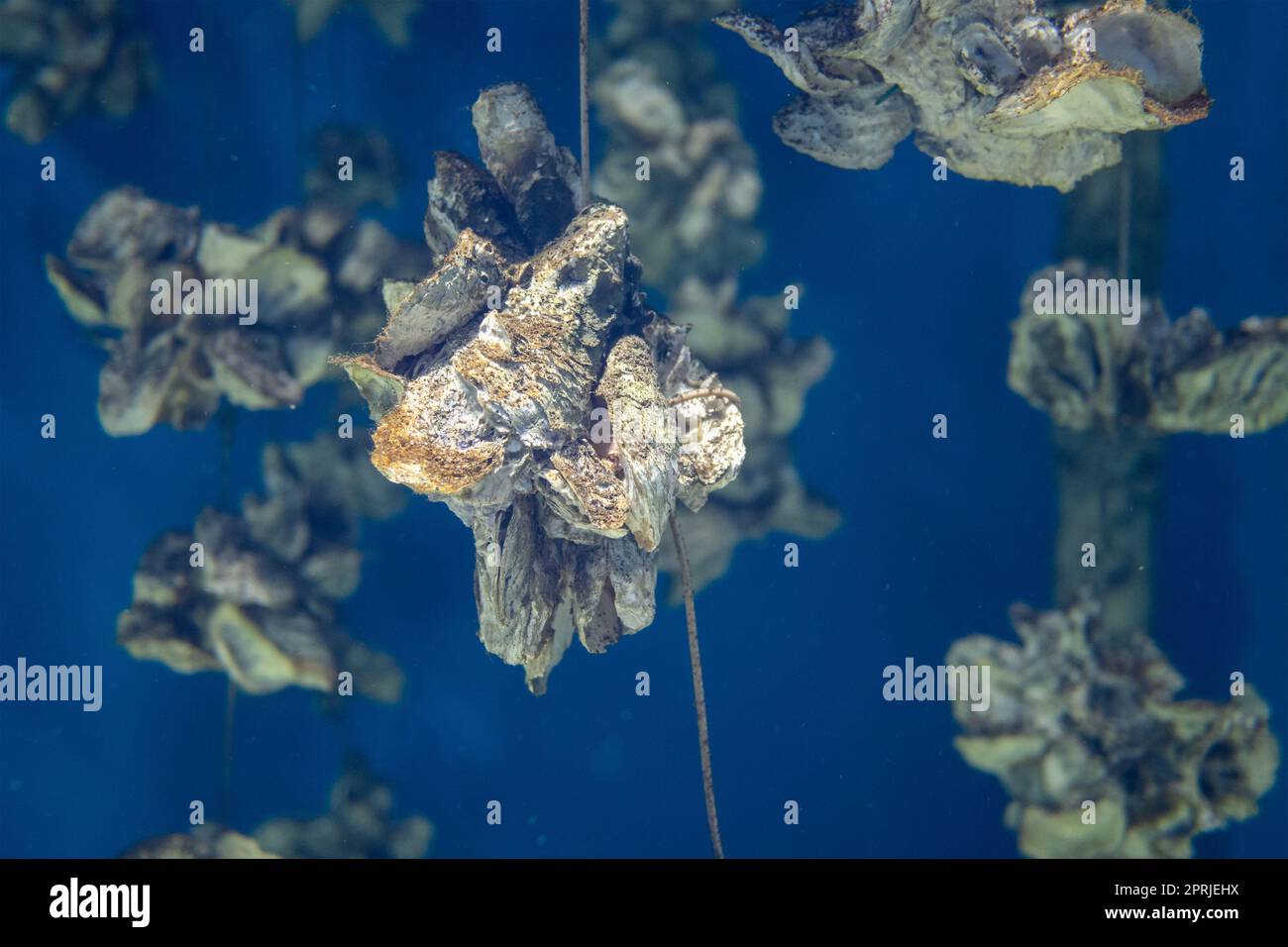 Aquakultur der Auster unter dem Meer Stockfoto