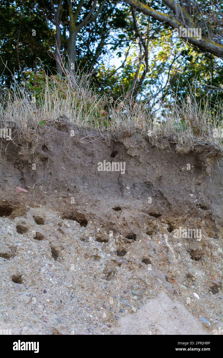 Nisthöhlen von Sand Martins ( Riparia riparia ) an der Steilküste der Insel Poel, Deutschland, Ostseeküste Stockfoto