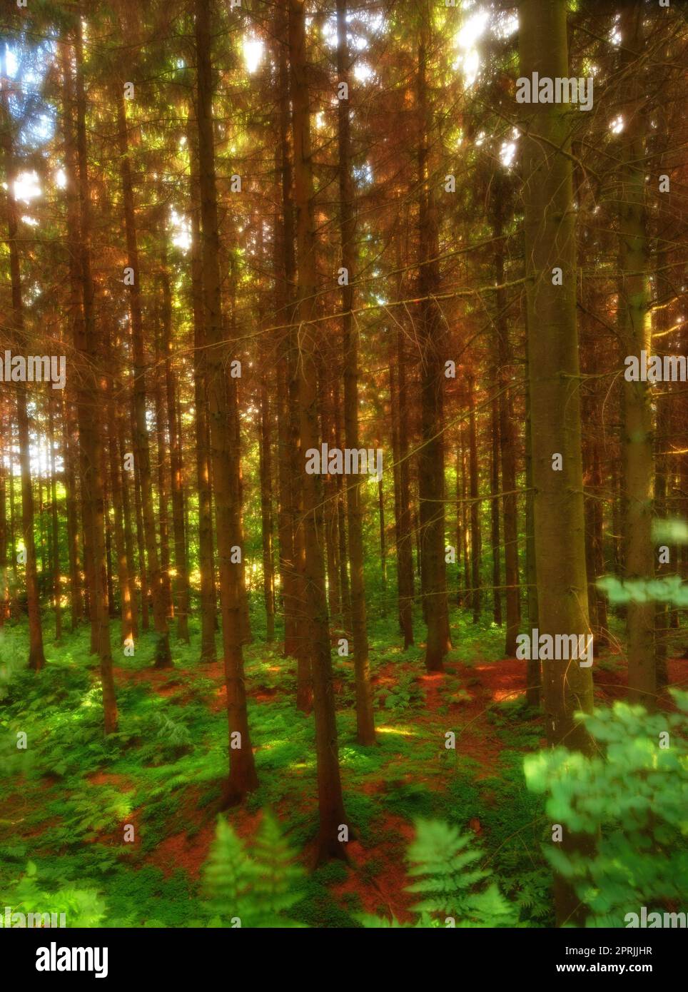 Der Baum - Token eines Typs. Baum - Universalpflanze in allen Arten und Formen. Stockfoto