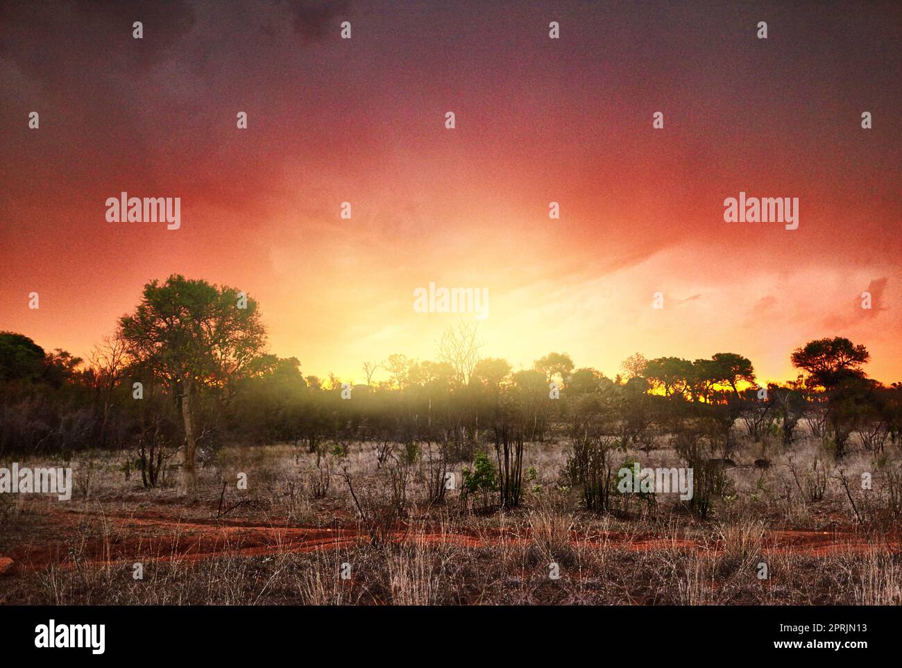 Letztes Licht über dem afrikanischen Busch. Der afrikanische Busch bei Sonnenuntergang. Stockfoto