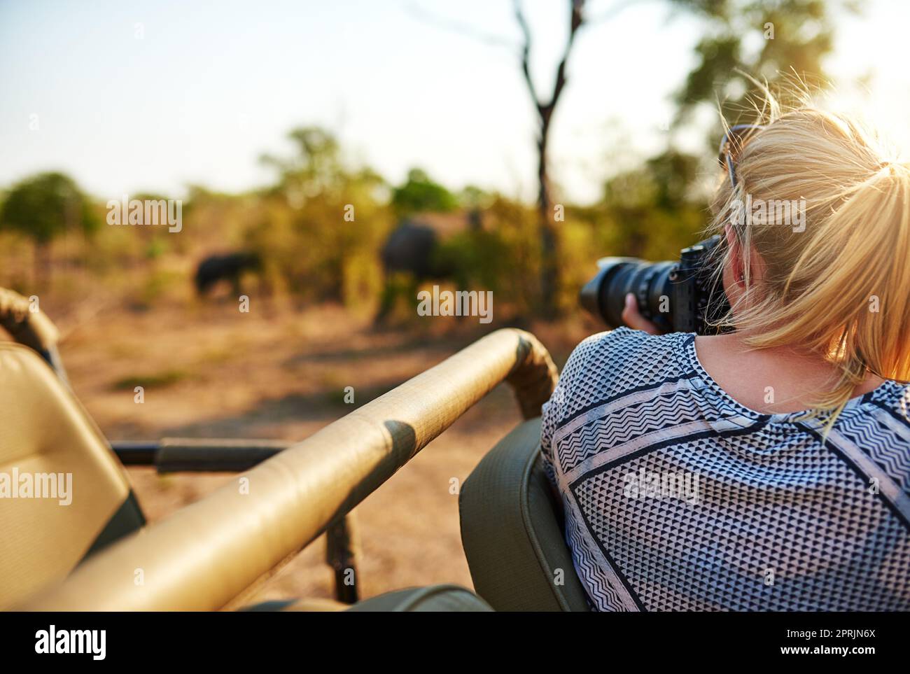 Shes bekommen einige tolle Aufnahmen. Eine weibliche Touristin fotografiert Elefanten während einer Safari. Stockfoto