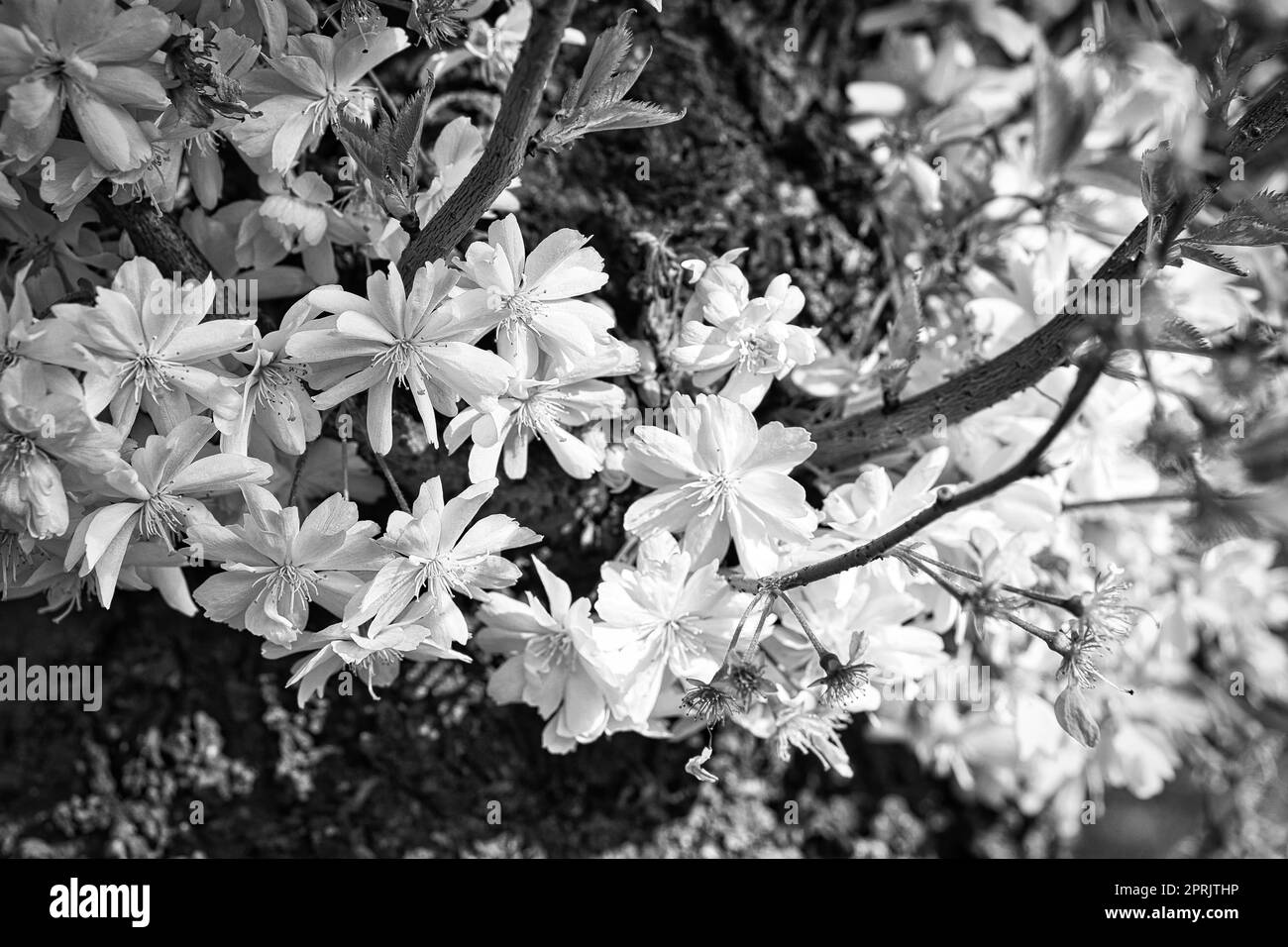 Kirschblüten im Park in Berlin. Im Frühling blühen diese wunderschön aussehenden Blumen in voller Pracht Stockfoto