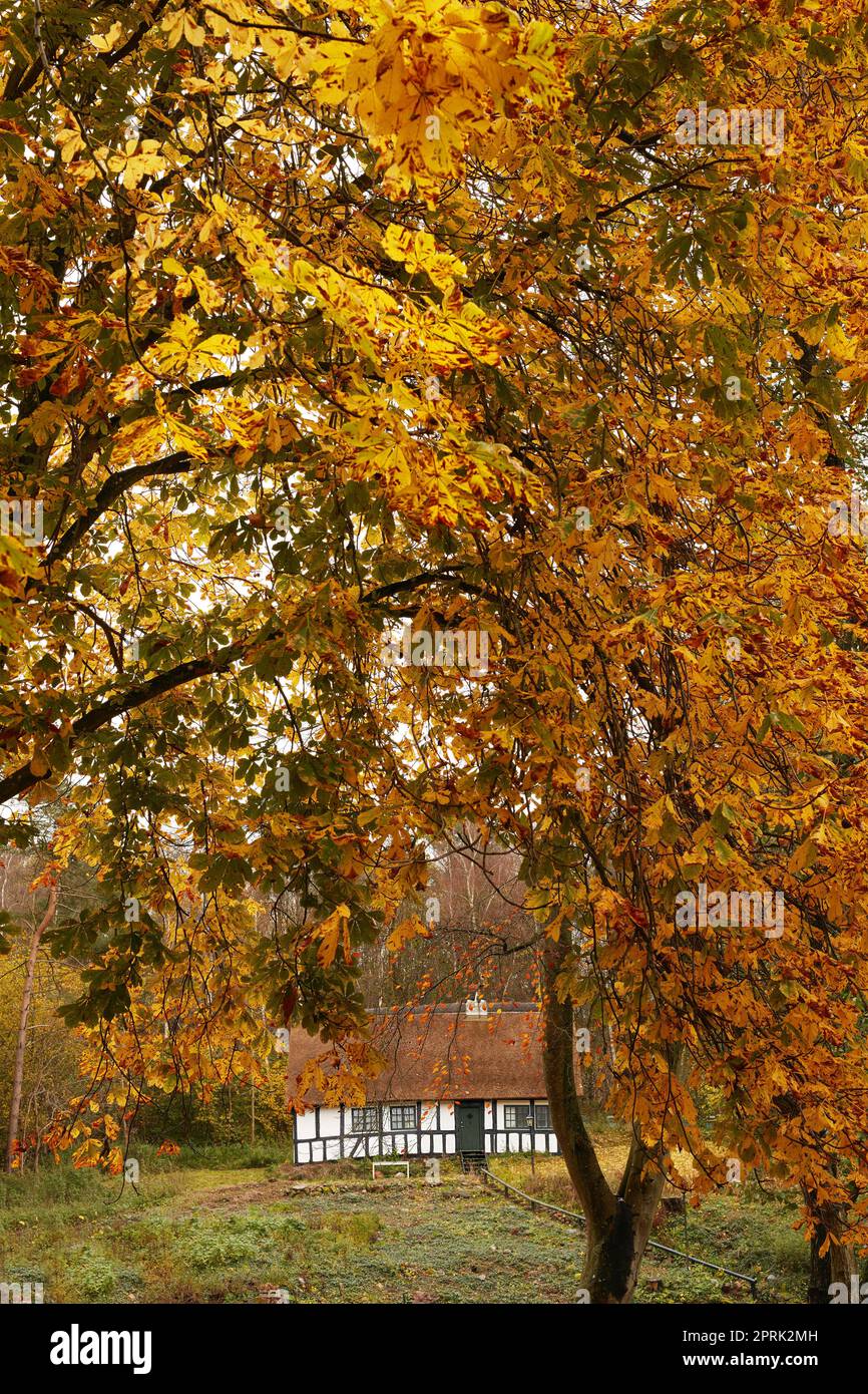 Waldhaus - nationaler öffentlicher Schatz, Dänemark.Ein mehrere hundert Jahre altes Waldhaus. Öffentlicher Schatz in Dänemark. Stockfoto