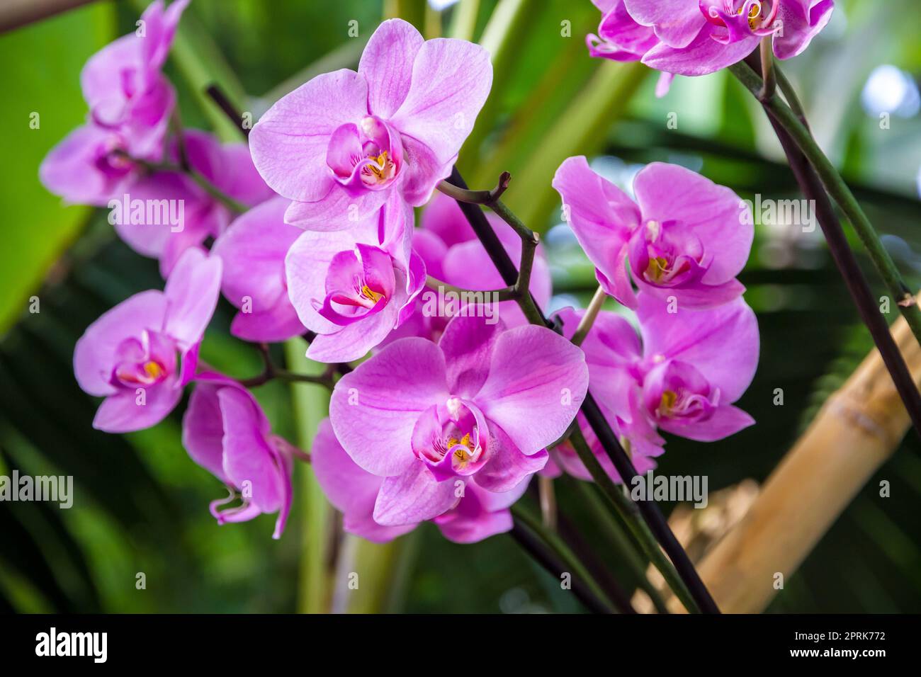 Orchideenblüte, rosa Phalaenopsis. Tropischer floraler Hintergrund Stockfoto