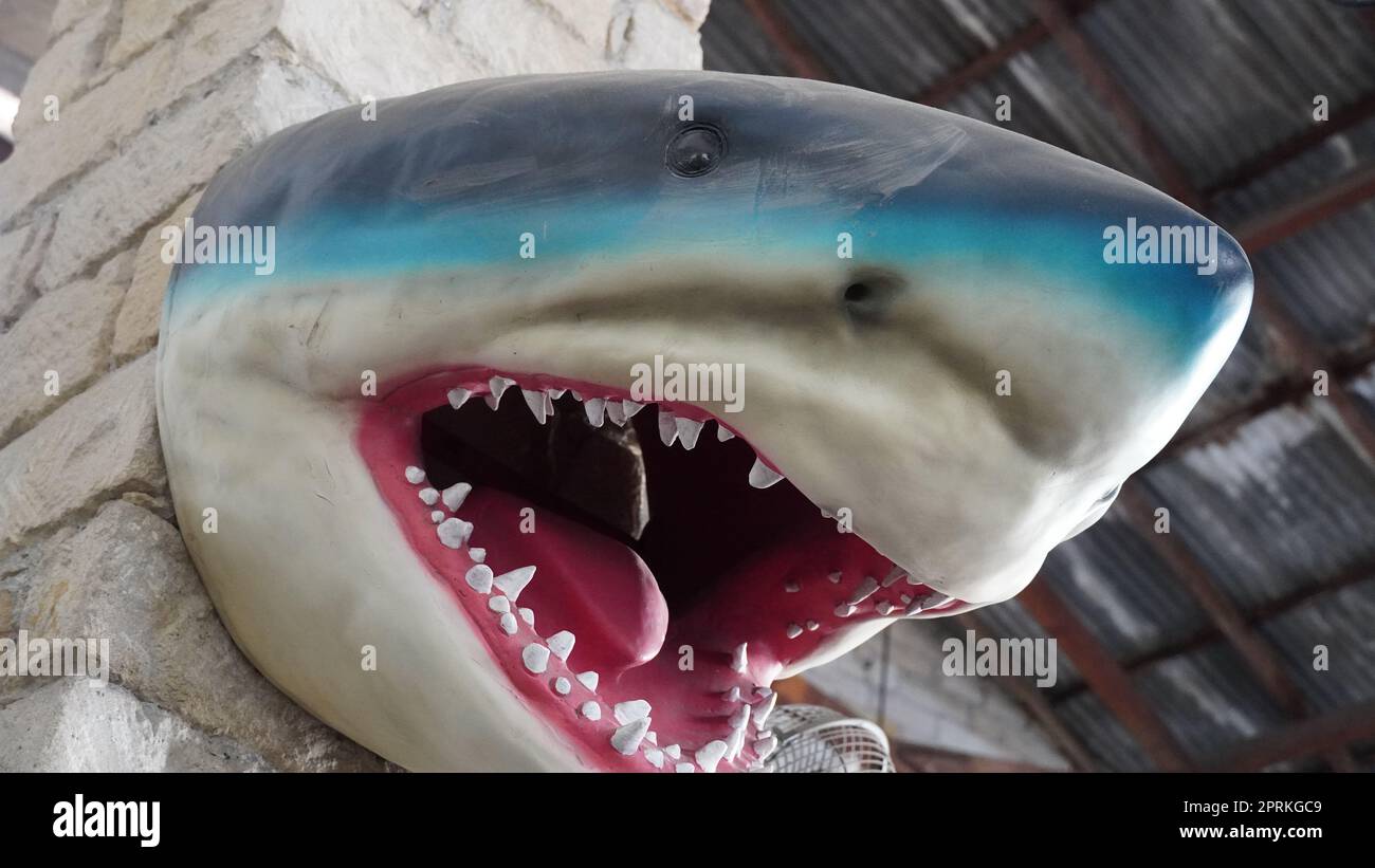Knstlicher Haifisch-Kopf in einem Souvenirladen Stockfotografie - Alamy