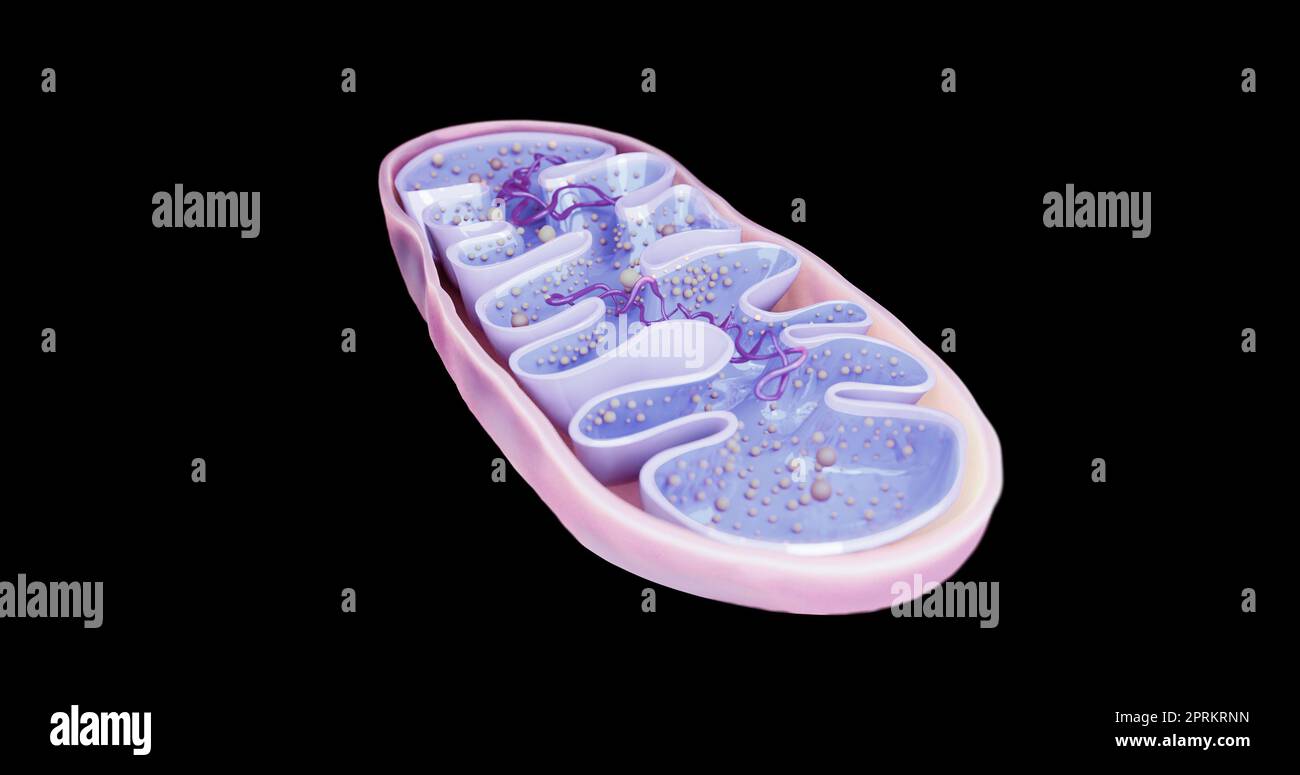 Mitochondrien, zelluläre Organellen, produzieren Energie, Zellenergie und Zellatmung, DNA, 3D-Rendering Illustration Stockfoto