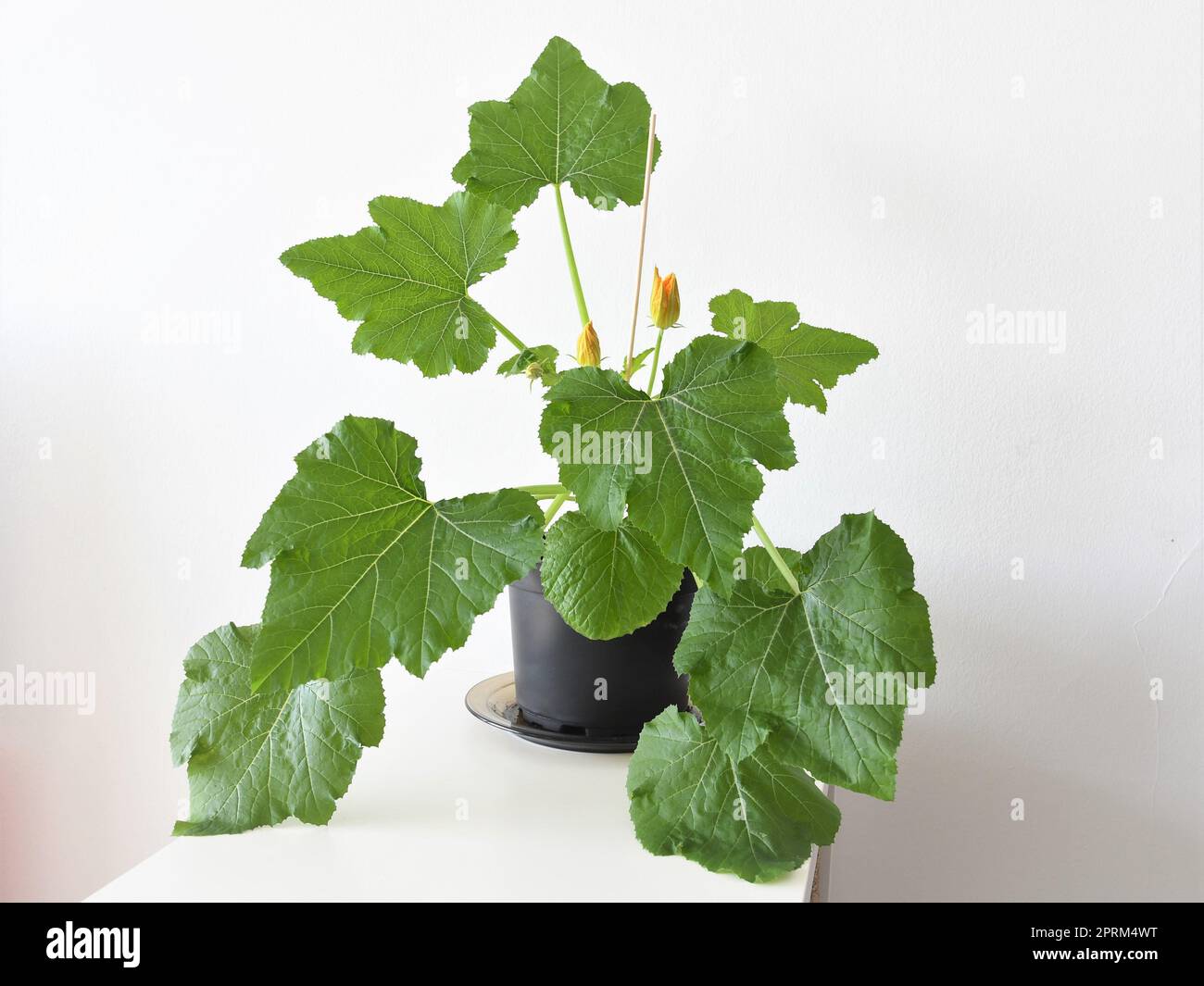 Zucchini-Zucchini-Pflanze, die in einem Topf in Innenräumen angebaut wird. Große grüne Blätter, in einem schwarzen Topf gezüchtet, isoliert auf weißem Hintergrund. Querformat. Stockfoto