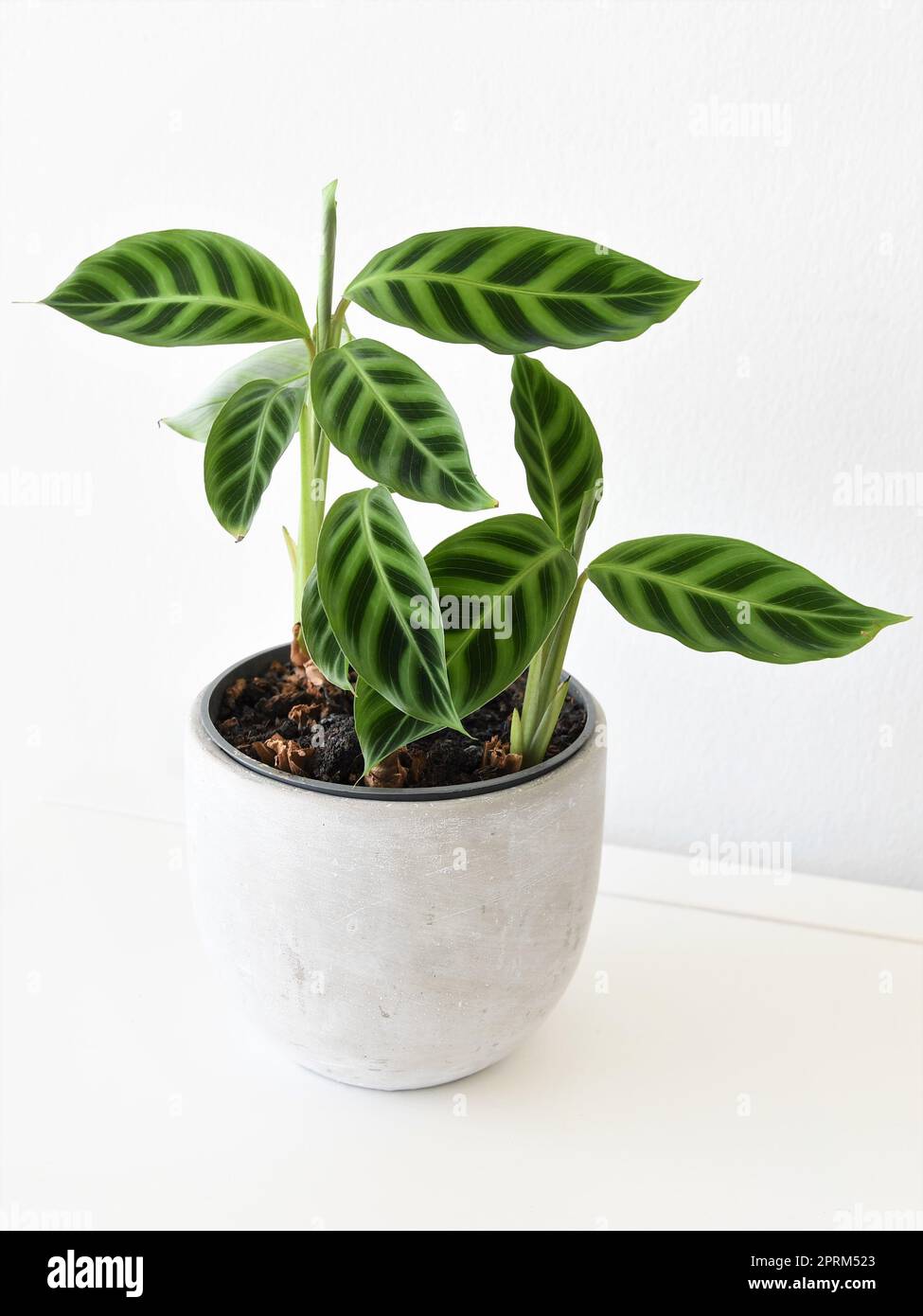 Calathea zebrina, die Zebrapflanze, isoliert auf weiem Hintergrund. Die  Bltter sind mit zwei Grntnen gestreift. Die Hauspflanze befindet sich in  einem grauen Topf Stockfotografie - Alamy