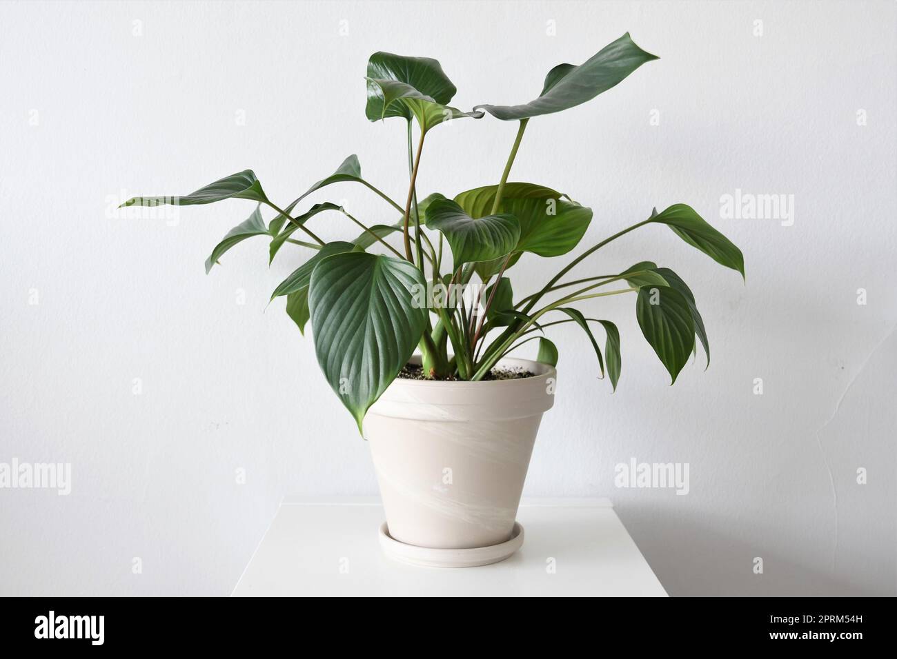 Homalomena Emerald Juwel Hauspflanze, isoliert vor weißem Hintergrund. Pflanzen Sie mit grünen Blättern und roten Stielen in einem weißen Terrakotta-Topf in der Landschaft. Stockfoto